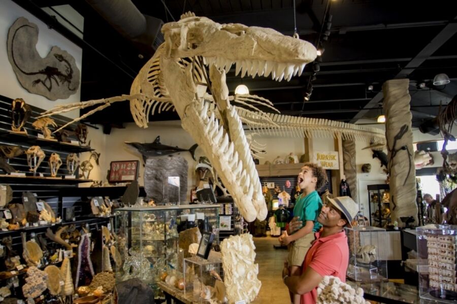 Dinosaur Store Inside 2