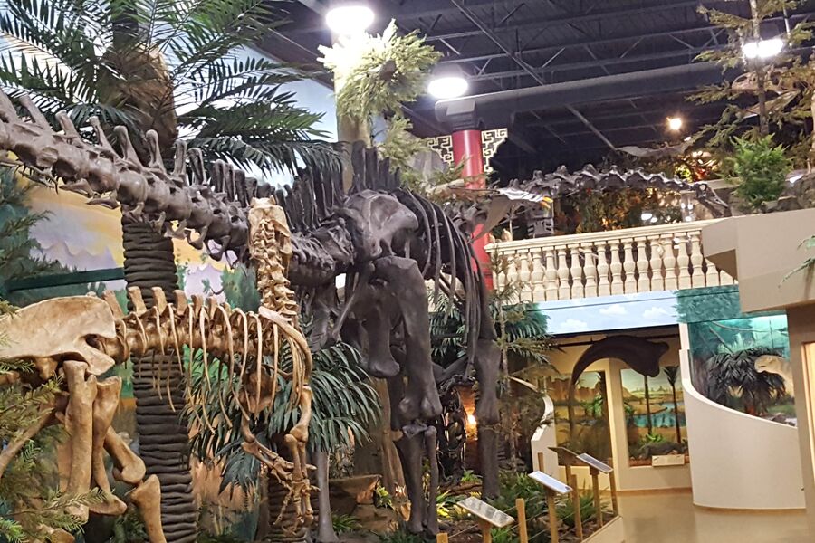 Dinosaur Store Inside Copy