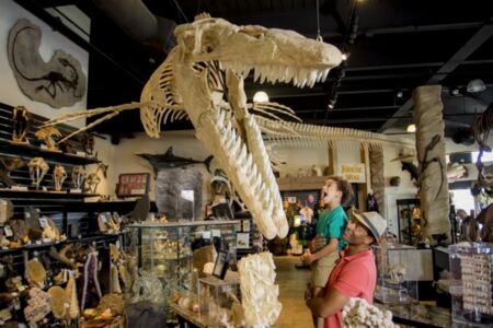 Dinosaur Store Inside 2